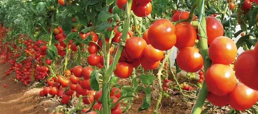 老农经验分享，用好番茄叶面肥不愁果子长不好！